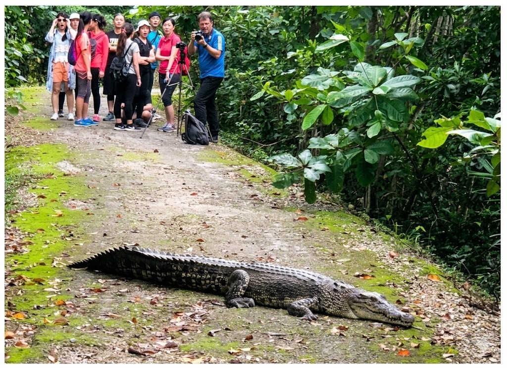 Wild Crocodile Encounter — PSLE oral stimulus picture